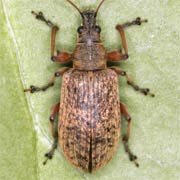 Phyllobius calcaratus (7–12 mm)