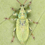 Phyllobius maculicornis (4–6 mm)