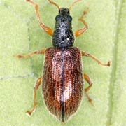 Phyllobius oblongus (3–6 mm)