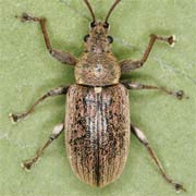 Phyllobius pyri (6–7 mm)