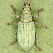 Phyllobius virideaeris (3–4.5 mm)