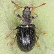 Phyllobius viridicollis (3–5 mm)
