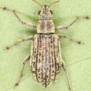 Polydrusus cervinus (3.9–5.7 mm)