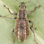 Polydrusus confluens (4–5.6 mm)