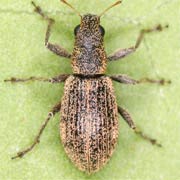 Polydrusus inustus (3.5–5.5 mm)