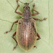 Polydrusus mollis (6–9.5 mm)