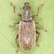 Polydrusus pallidus (4.3–5.3 mm)