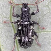 Polydrusus picus (2.5–4.5 mm)