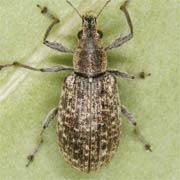 Polydrusus pilosus (5–6.5 mm)