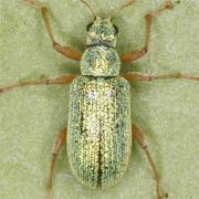 Polydrusus pterygomalis (4–5.5 mm)