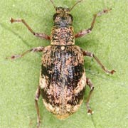 Polydrusus sparsus (3.5–4 mm)