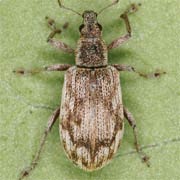 Polydrusus undatus (4–6 mm)