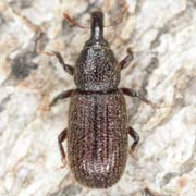 Pselactus spadix (2.7–4 mm)