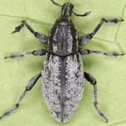 Pseudocleonus cinereus (7–14 mm)
