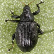 Rhamphus pulicarius (1.4–2 mm)