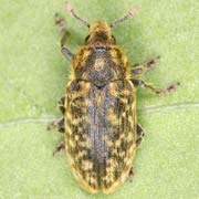 Rhinocyllus conicus (4–6.5 mm)