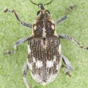 Rhinoncus albicinctus (3.1–3.8 mm)