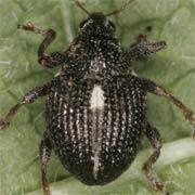 Rhinoncus henningsi (2.2–2.9 mm)