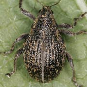 Rhinoncus inconspectus (2.9–3.8 mm)