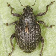 Rhinoncus pericarpius (2.5–3.4 mm)