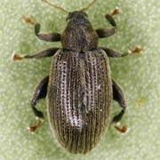 Rhynchaenus fagi (2.4–2.8 mm)