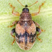 Rhynchaenus lonicerae (2.5–3 mm)