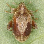 Rhynchaenus quercus (2.7–3.7 mm)