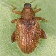Rhynchaenus rufus (2.4–2.6 mm)
