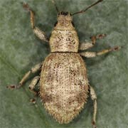 Sciaphilus asperatus (4.5–6 mm)