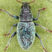 Sciaphobus scitulus (3.5–4 mm)