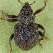 Scleropterus serratus (2.6–3.1 mm)