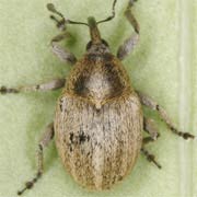 Sibinia pellucens (3.5–4.2 mm)