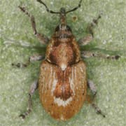 Sibinia primita (1.7–2 mm)