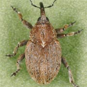 Sibinia pyrrhodactyla (2–2.9 mm)