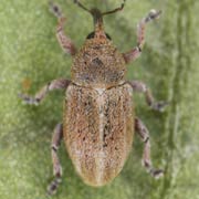 Sibinia sodalis (2–2.5 mm)