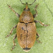 Sibinia subelliptica (2.5–3.2 mm)