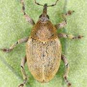 Sibinia viscariae (2.5–3.2 mm)