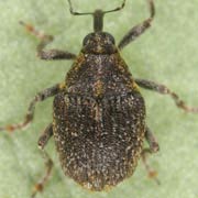 1.5 - 2 mm