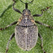 Sirocalodes nigrinus (1.9–2.3 mm)