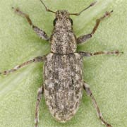 Sitona cylindricollis (3.5–5 mm)