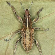 Sitona gressorius (7–10 mm)