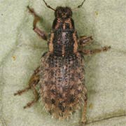 Sitona hispidulus (3.5–4.5 mm)