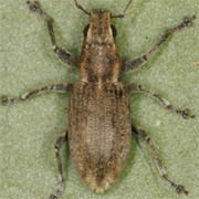 Sitona lepidus (4.5–6 mm)