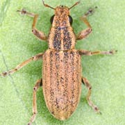 Sitona lineatus (3.5–4.5 mm)