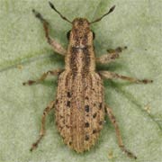 Sitona macularius (3–4.5 mm)