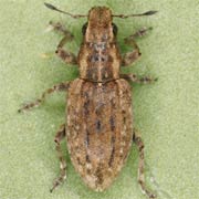 Sitona puncticollis (5–6 mm)