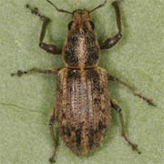 Sitona regensteinensis (4–5 mm)