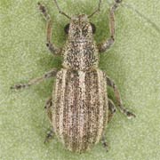 Sitona striatellus (3–5 mm)