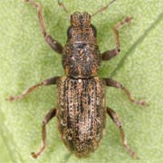 Sitona sulcifrons (3–4 mm)