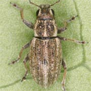 Sitona suturalis (3.5–5 mm)